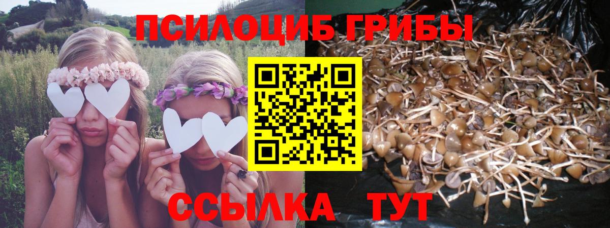 Сердобск  Псилоцибиновые грибы Psilocybe  Вход с VPN 